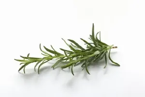 로즈마리