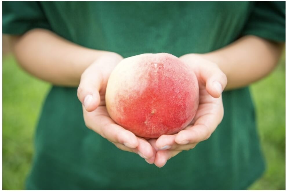 맛있게 익은 복숭아를 두손으로 들고 있다