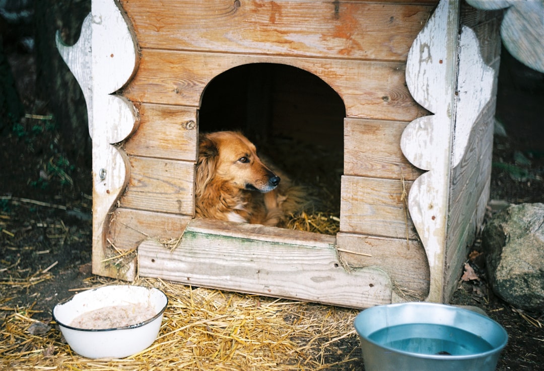 Doghouse
