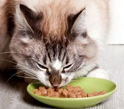 음식 빨리 먹는 고양이. 몸에 미치는 영향