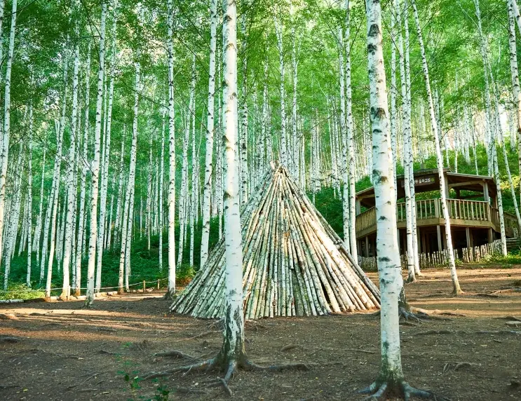 겨울방학 국내 여행지- 자작나무 숲 아래 세모 원두막