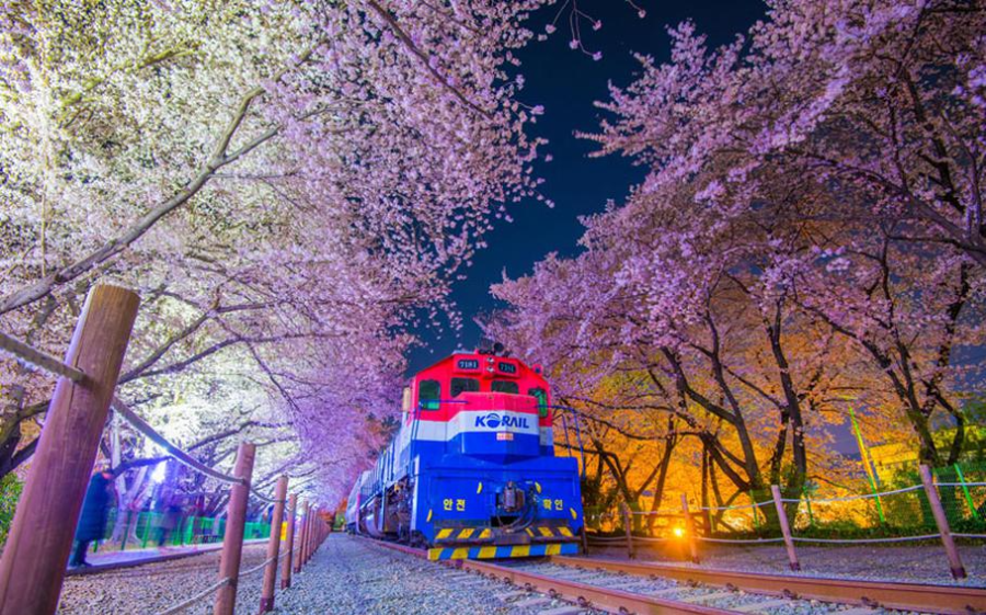 2025 대한민국 벚꽃 개화 시기 총정리! 지역별 명소 & 축제 일정