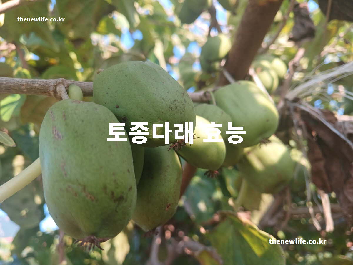 토종다래 효능 대표 실사진