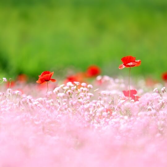 양귀비 꽃양귀비 구분