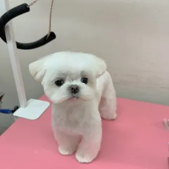 말티즈 성격 분양 가격 수명 장점 단점_24