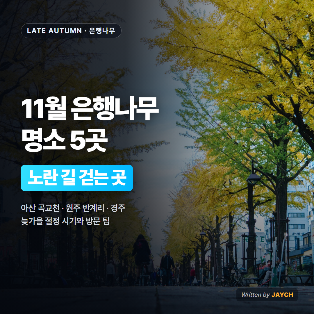 11월 은행나무 명소 썸네일 - 노란 은행나무 가로수길 사진