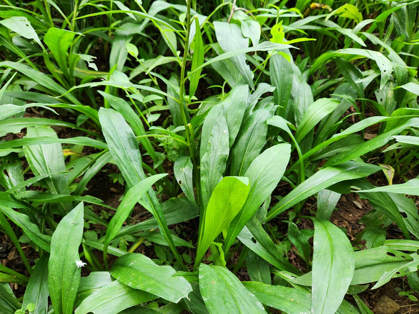 벌개미취 Korea Daisy