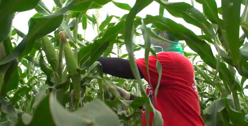 6시내고향-흑찰옥수수