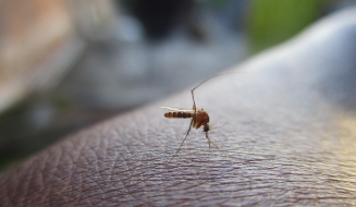 가을철 모기 퇴치법: 건강과 쾌적한 생활 지키기