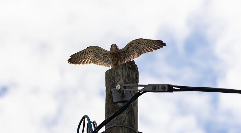 전선관 굵기 선정의 중요성