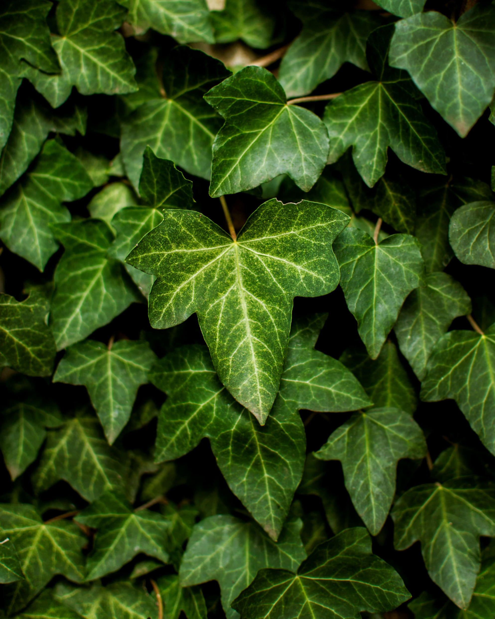 추천 공기정화식물 TOP 7