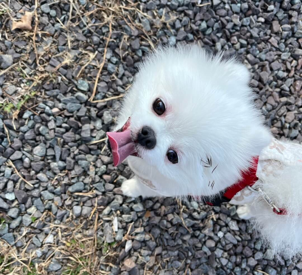 강아지_사진