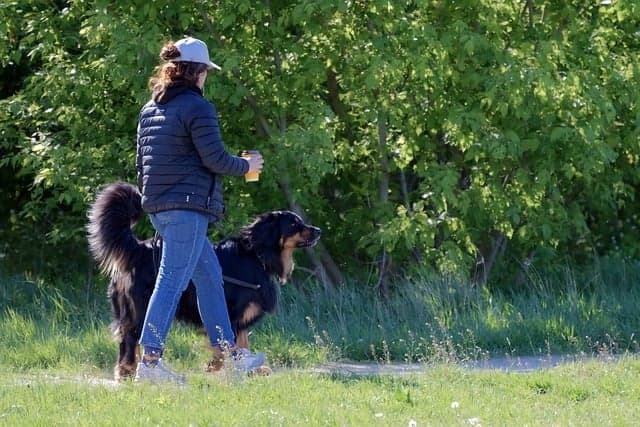 고령 동물의 운동법과 산책 팁