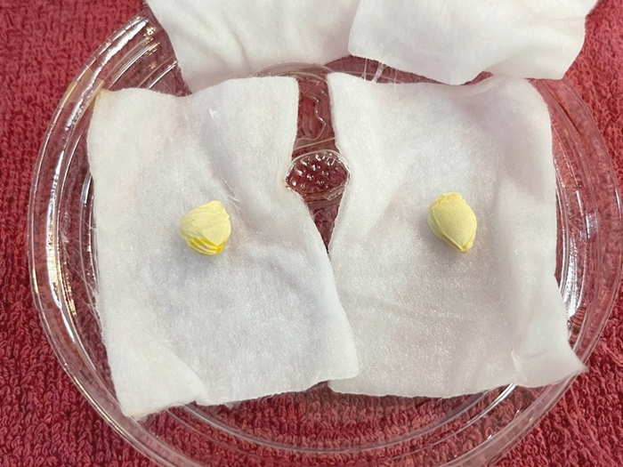 천혜향씨앗-두개