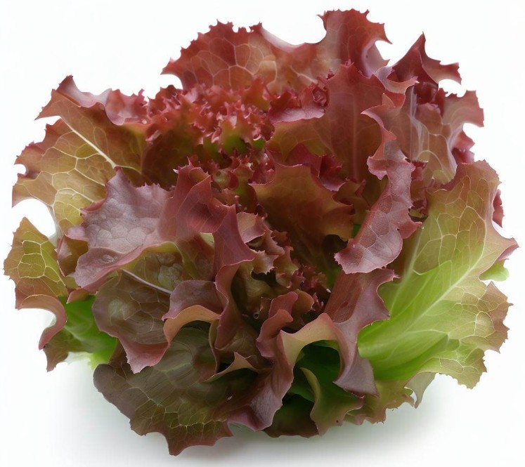 적오크 청오크 효능 및 먹는법 / 보관법(냉장, 냉동), 키우기(재배)