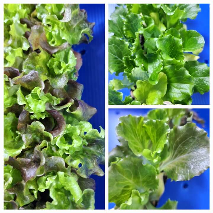 상추 모종 3 종류