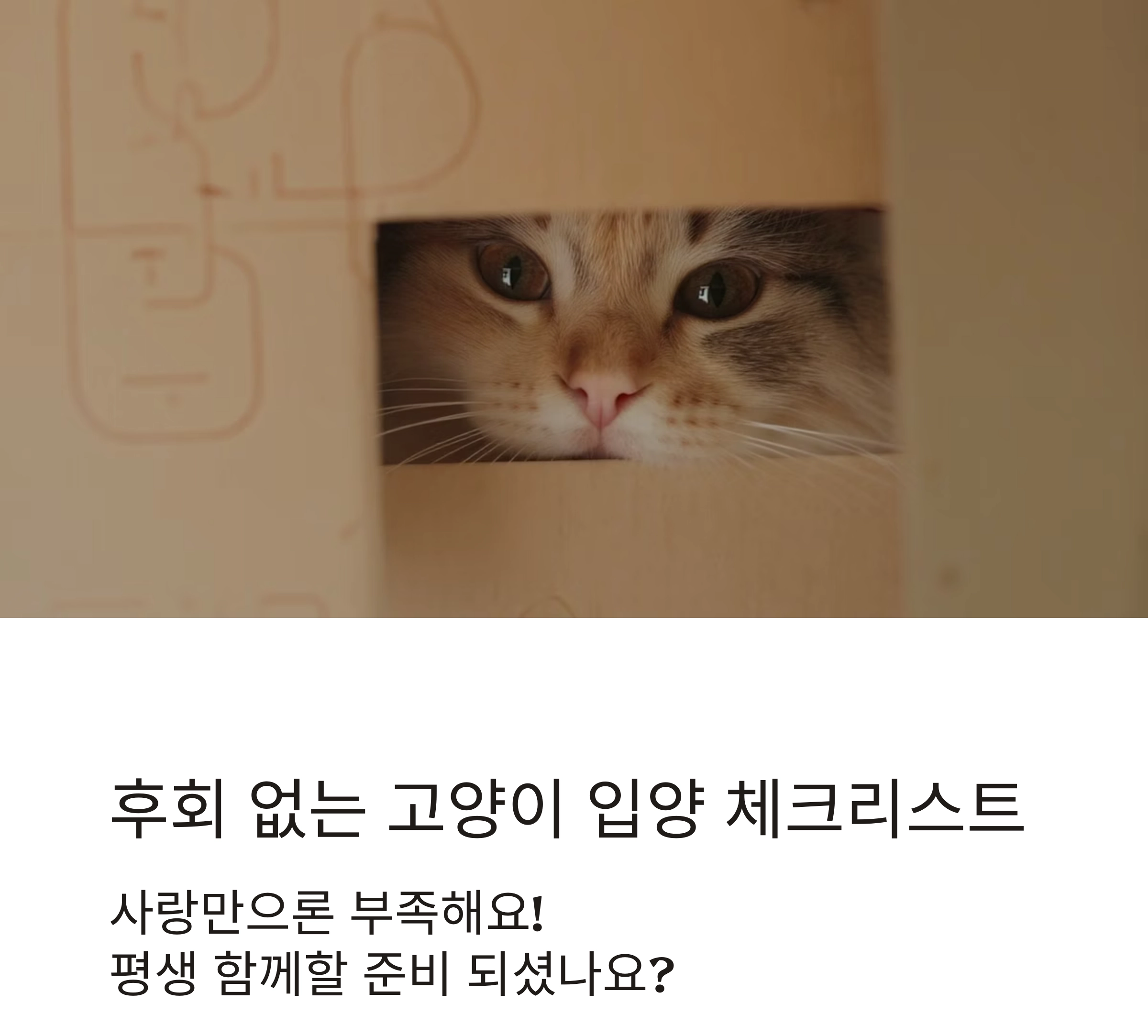 후회 없는 선택을 위한 고양이 입양 전 체크리스트