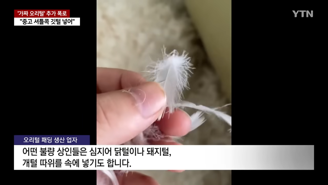 중국산 패딩 충격 진실 가짜 오리털 제조 영상 중고 셔틀콕
