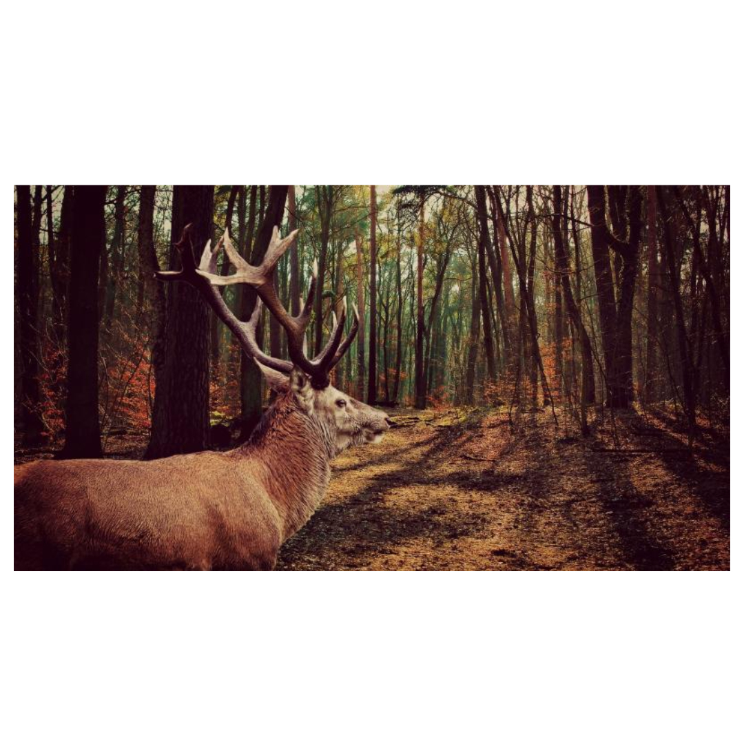 녹용 효능과 관련된 사진입니다.