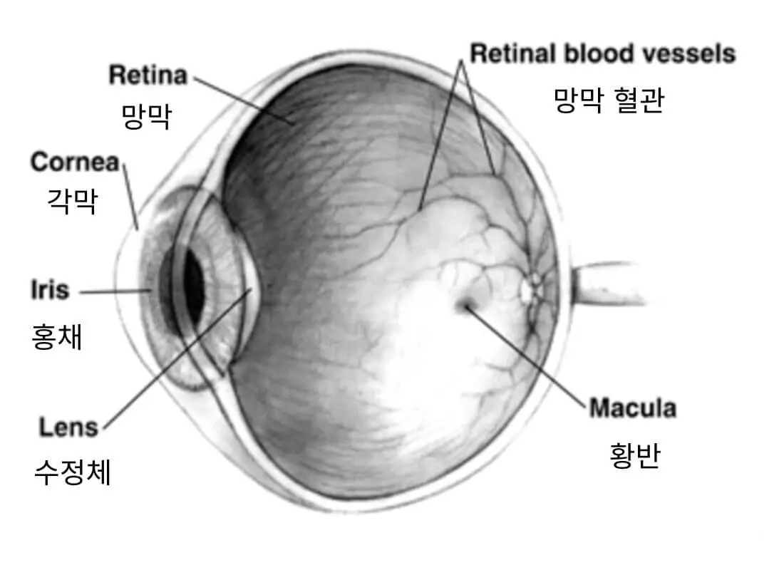 망막, 각막, 홍채, 수정체, 망막 혈관, 황반의 위치가 표시되어 있는 인간의 눈 단면 이미지
