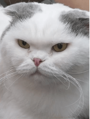 나 혼자 산다 안재현 고양이 안주