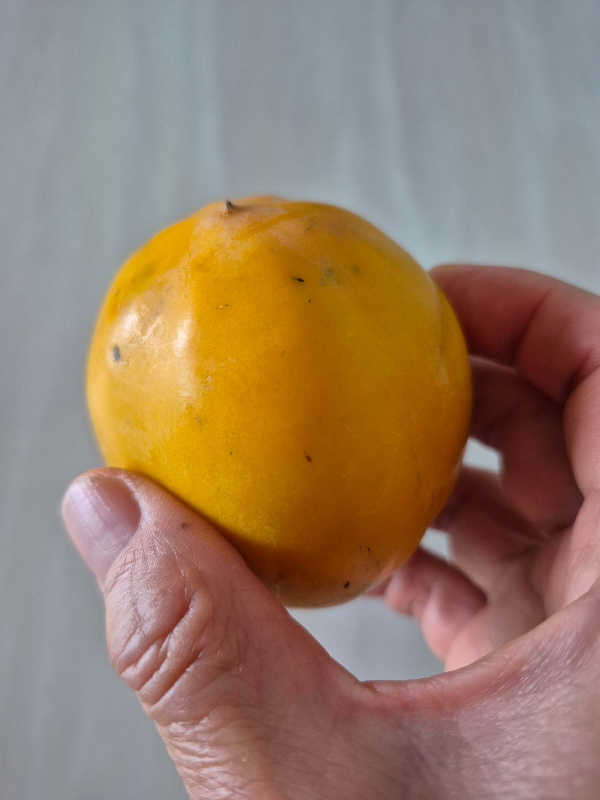 단감 손에 잡은이미지 직접촬영