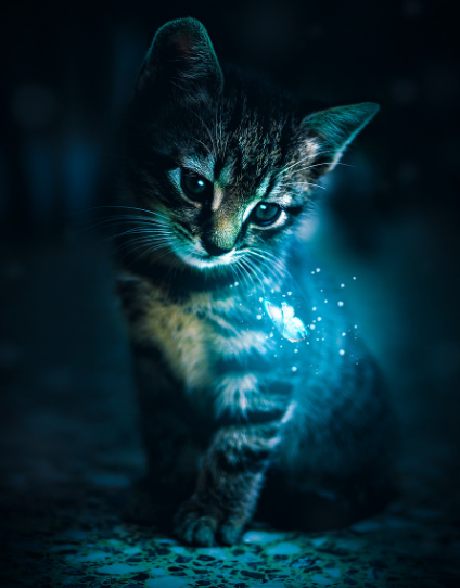 펫 주요 법 및 개정안: 반려동물 보호와 복지 향상을 위한 법률 변화