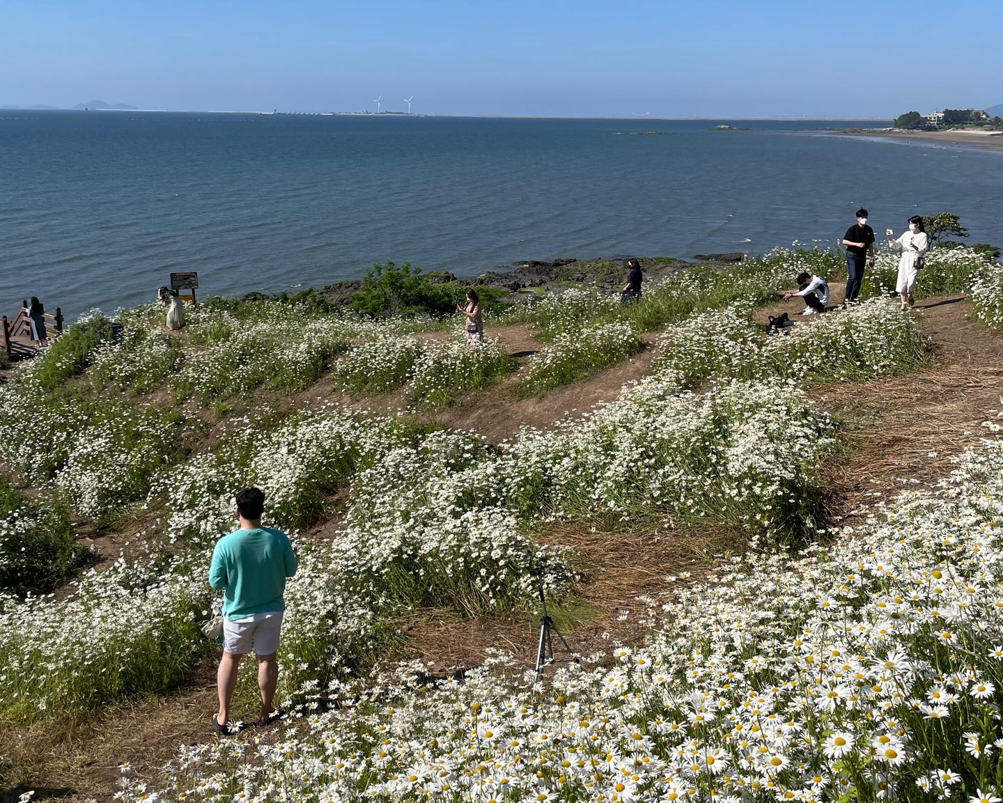부안 샤스타데이지