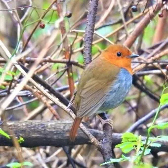 붉은가슴울새 영국 겨울 새 특징 매력 이미지_22