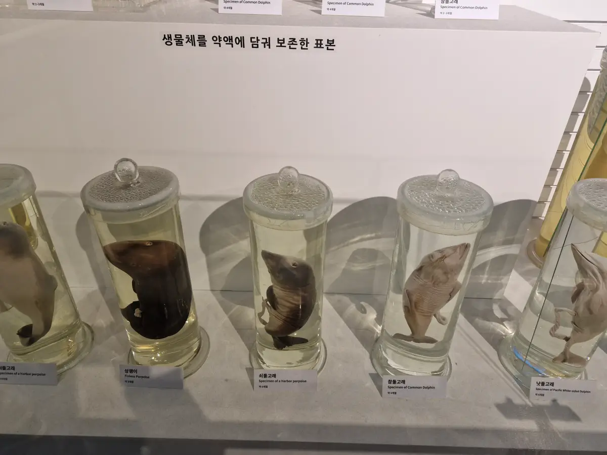 고래 액침표본