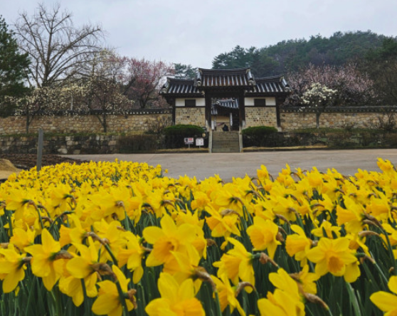 전국수선화명소