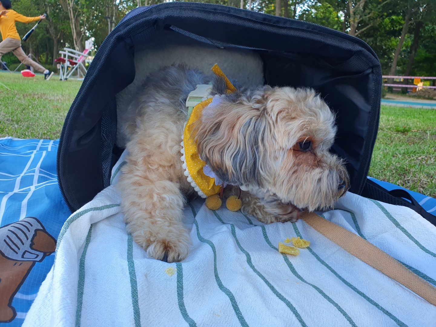 간식 먹는 토리 2