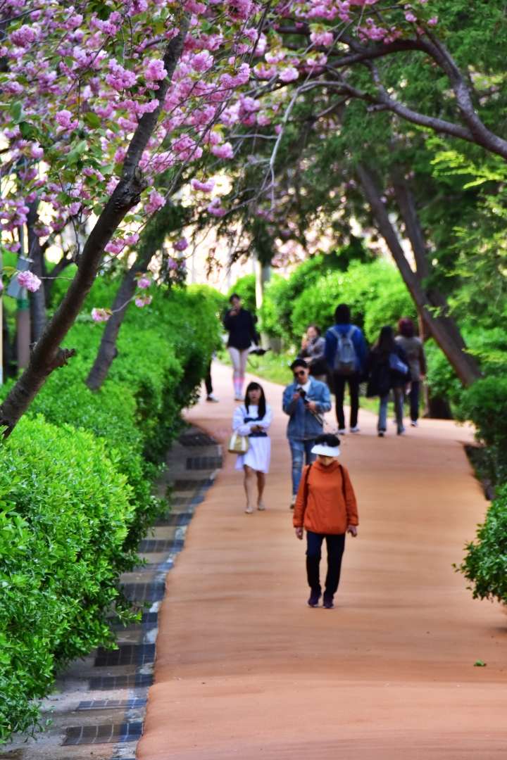 부산 민주공원 겹벚꽃