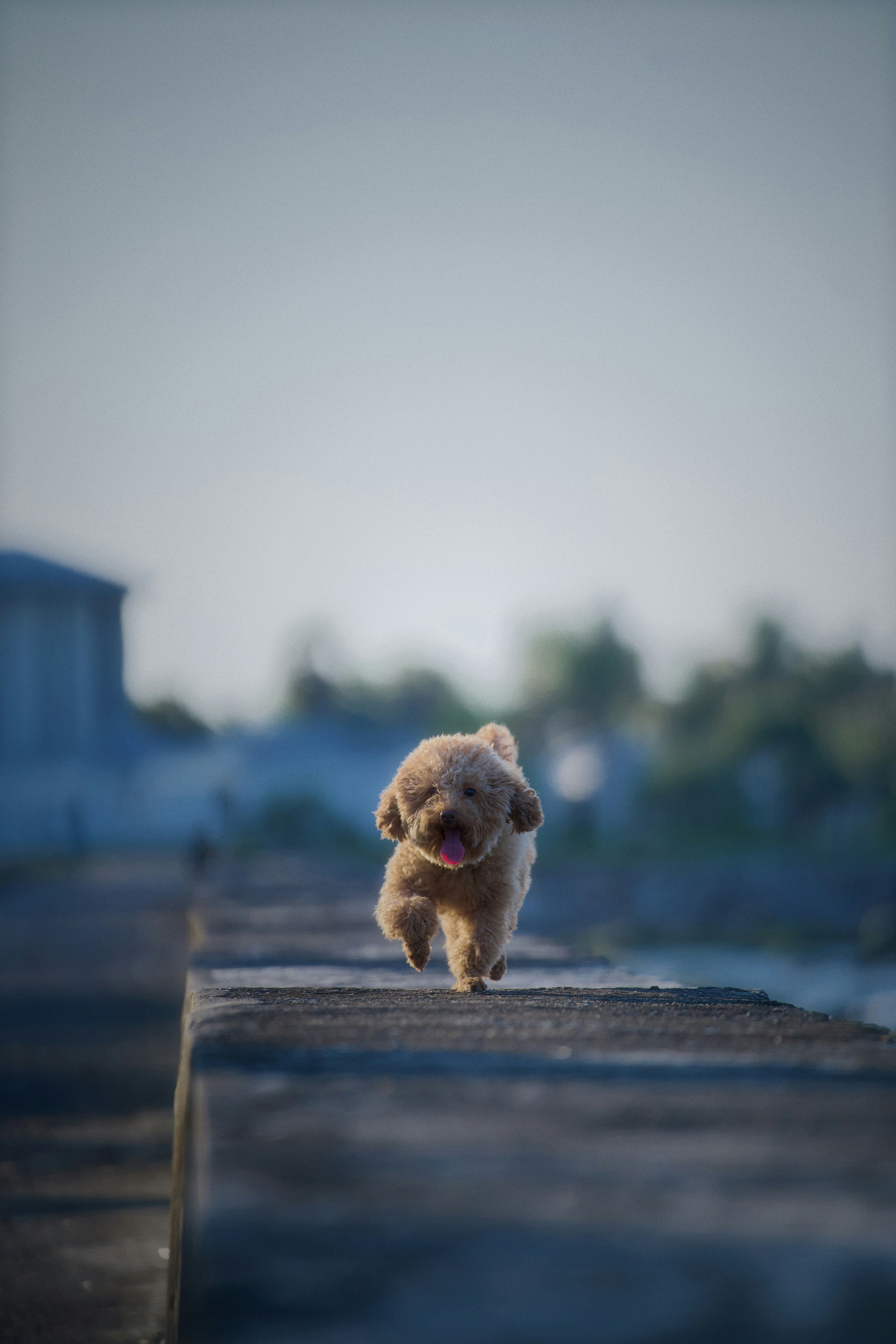 반려견동반계곡
