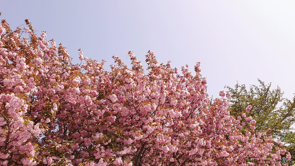 남이섬 벚꽃 &ndash; 2025년 개화 시기&amp;#44; 명소&amp;#44; 가는 방법 총정리!