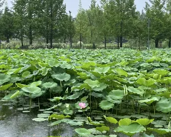 세미원 연꽃축제25