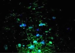 화담숲 반딧불이 이벤트