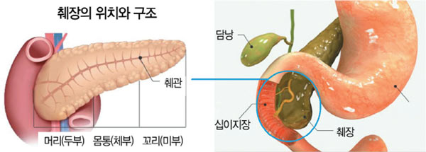 췌장의(이자)의 구조와 기능