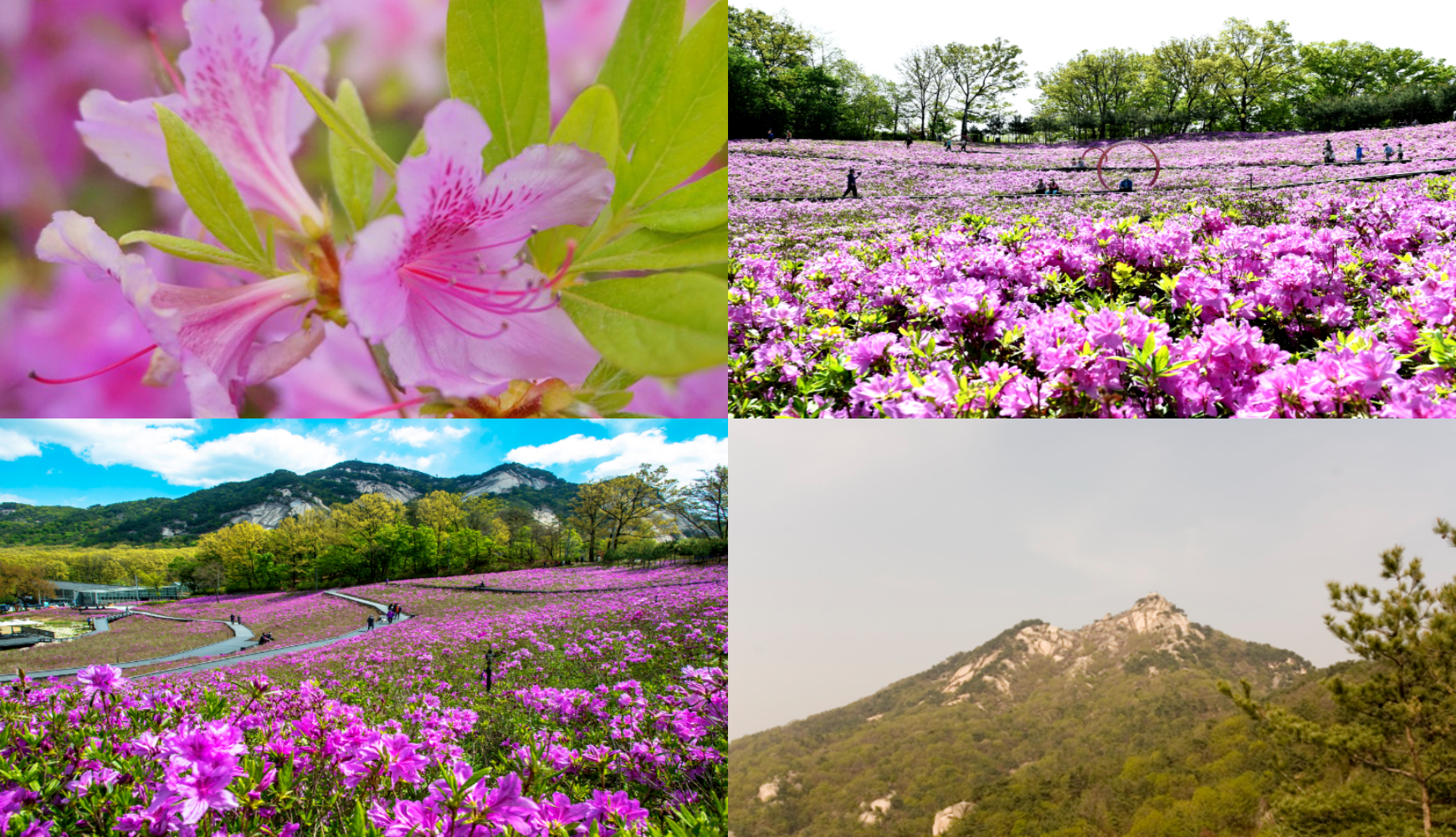 불암산 철쭉 축제