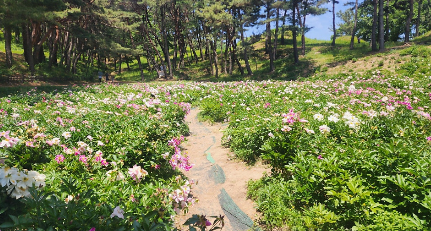 도봉서당 작약꽃밭 사진