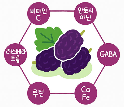 오디 효능