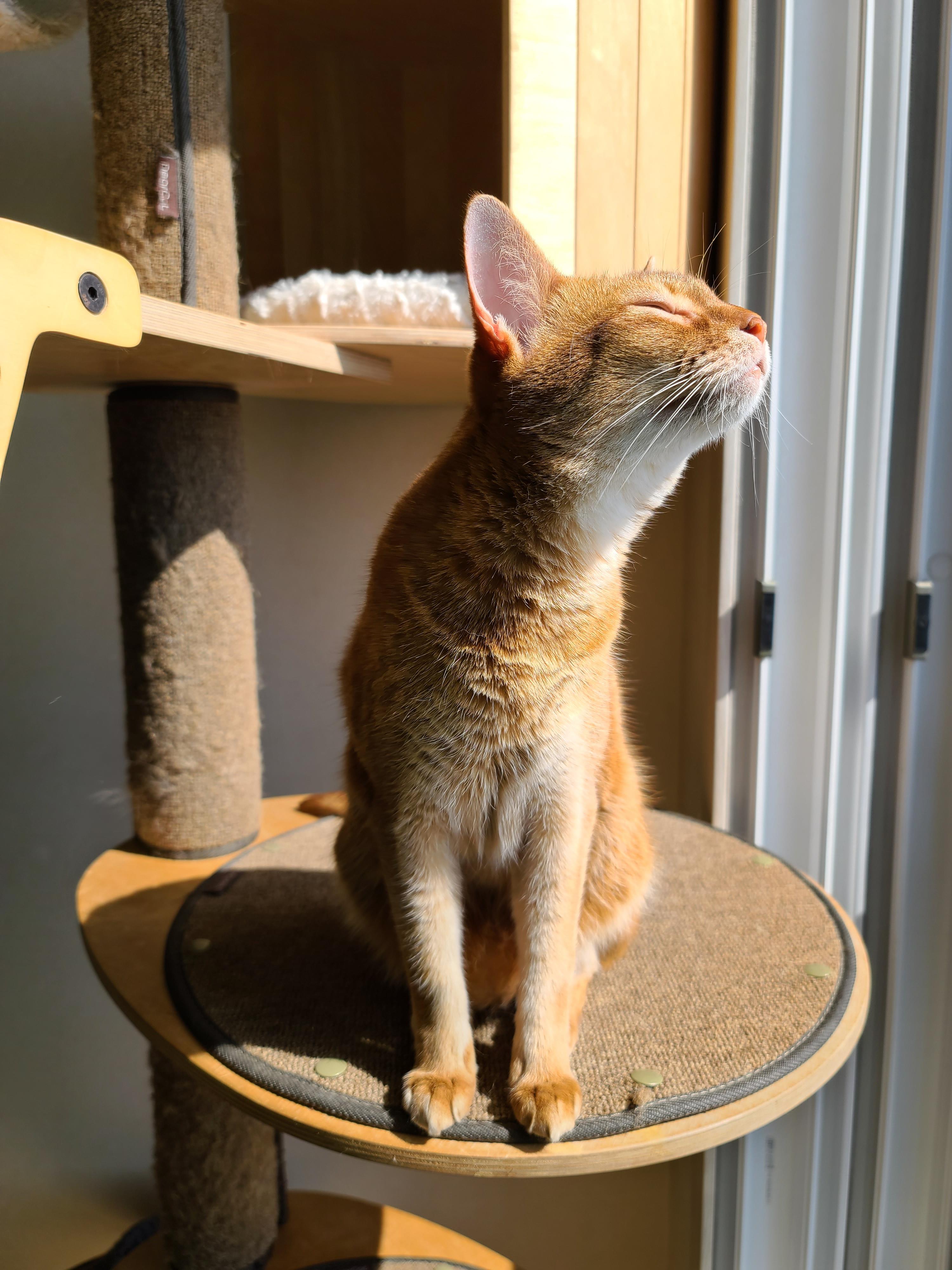 아비시니안 집지키는 고양이