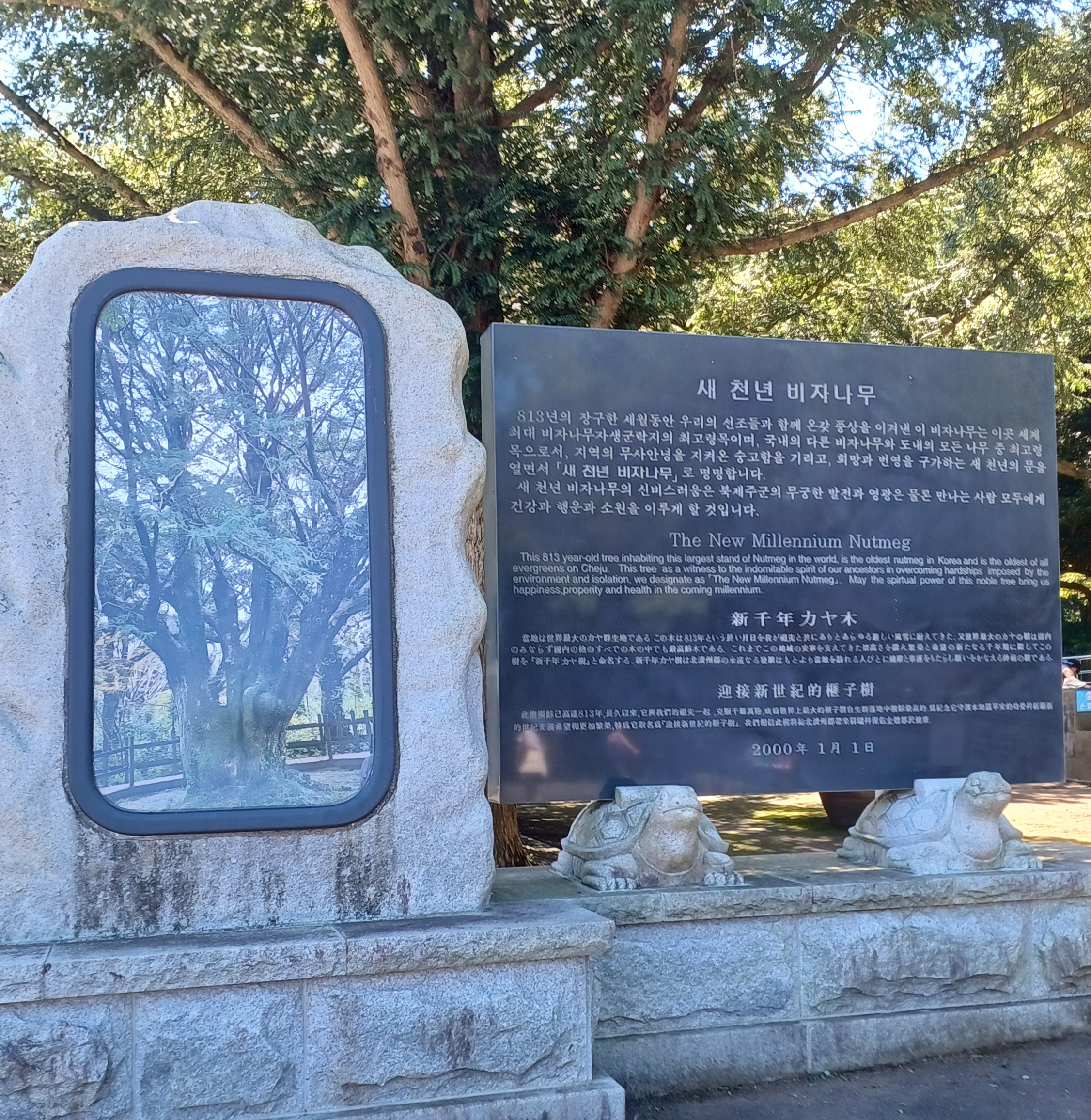 제주-비자림-12
