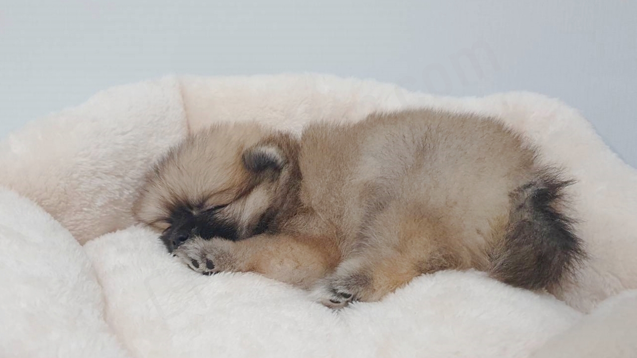 새끼 강아지가 감기 치료를 위해 휴식을 취하는 모습