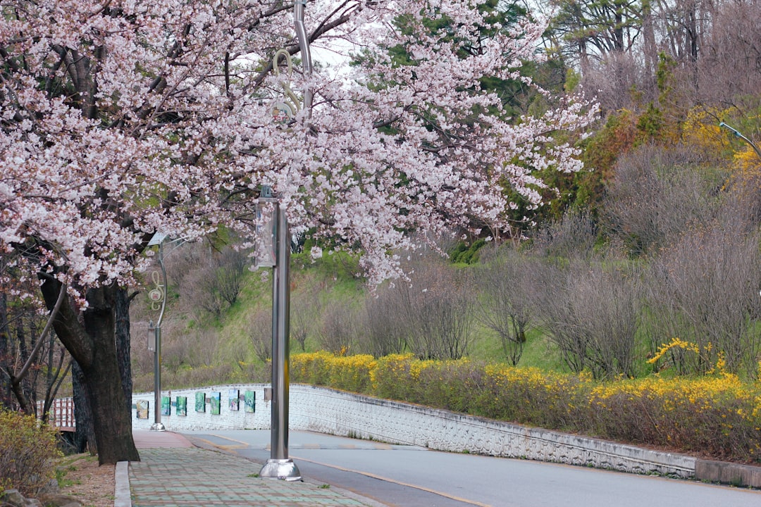 Chungju