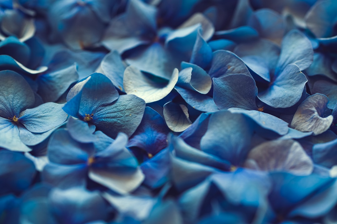 Blossom