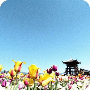 튤립축제 이미지