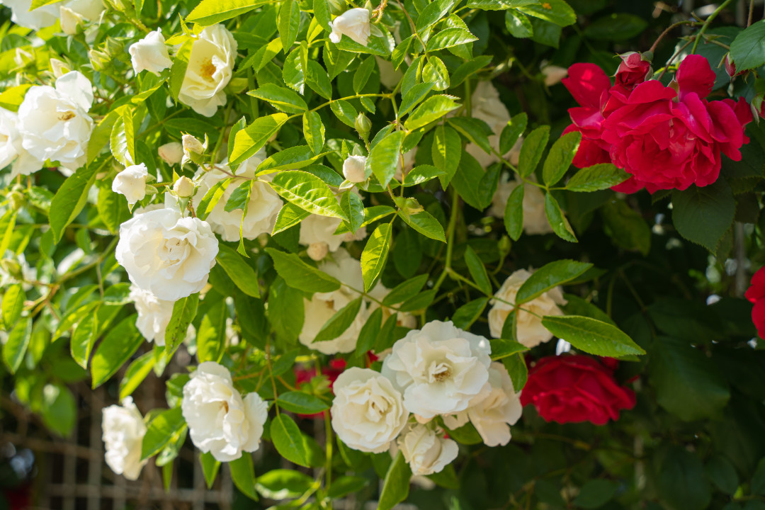 행궁동 화홍문 공영주차장 장미
