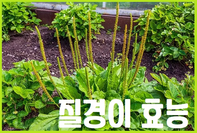 질경이 효능