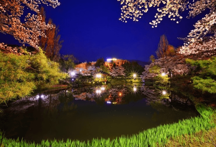 경주 벚꽃 개화 시기 및 축제 및 명소와 관련된 사진
